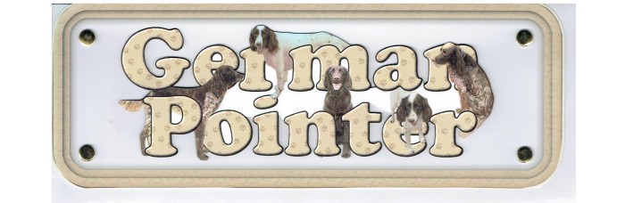 German Pointer - long hair